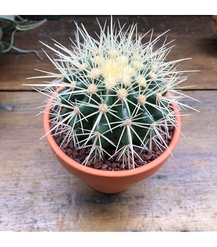 立派なマミラリア ジョンスト二ー 高さ約27cm Amazon.co.jp: マミラリア 玉翁殿 Mammillaria hahniana f. lanata